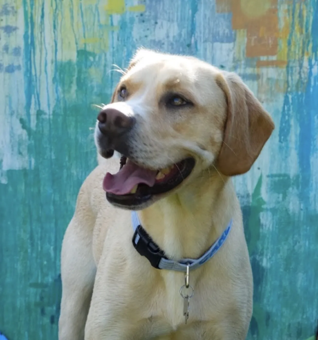 Dog at an Underground Garden Bark n' Bass donation night